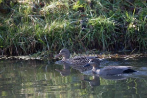 Anas strepera (Canard chipeau)