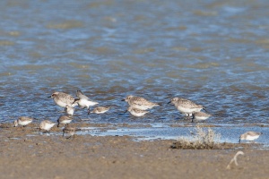 Calidris alpina (Bécasseau variable), Pluvialis squatarola (Pluvier argenté)