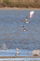 Calidris alpina (Bécasseau variable), Pluvialis squatarola (Pluvier argenté)