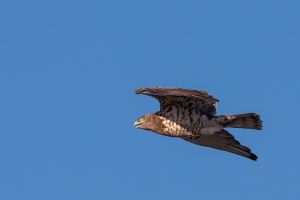 Circaetus gallicus (Circaète Jean-le-Blanc)