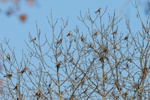 Turdus pilaris (Grive litorne)