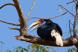 Rhyticeros undulatus