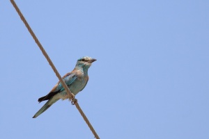 Coracias garrulus (Rollier d'Europe)