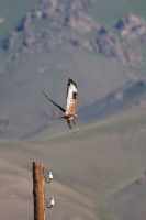 Buteo rufinus (Buse féroce)