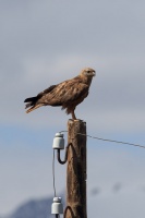 Buteo rufinus (Buse féroce)