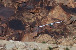 Larus brunnicephalus (Mouette du Tibet)