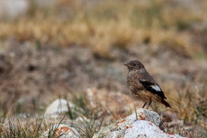 Phoenicurus erythrogastrus (Rougequeue de Güldenstädt)