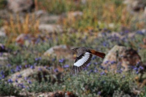 Phoenicurus erythrogastrus (Rougequeue de Güldenstädt)