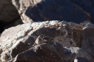 Luscinia svecica (Gorgebleue à miroir)