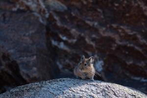 Ochotona macrotis (Pika à grandes oreilles)