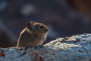 Ochotona macrotis (Pika à grandes oreilles)