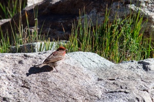 Carpodacus erythrinus (Roselin cramoisi)