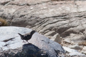 Cinclus pallasii (Cincle de Pallas)