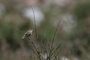 Phylloscopus trochiloides (Pouillot verdâtre)