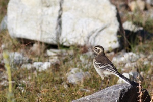 Motacilla citreola (Bergeronnette citrine)