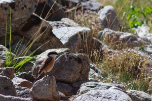 Lanius schach (Pie-grièche schach)