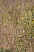 Lanius schach (Pie-grièche schach)