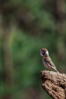 Passer montanus (Moineau friquet)