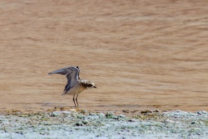 Charadrius mongolus (Pluvier de Mongolie)