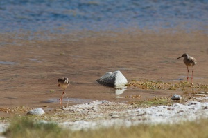 Tringa totanus (Chevalier gambette)