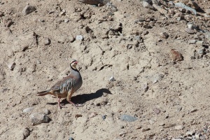 Alectoris chukar