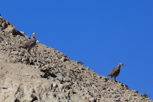 Alectoris chukar