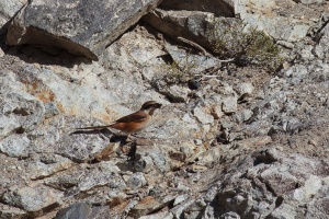 Lanius schach (Pie-grièche schach)