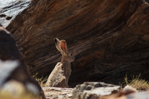 Lepus tolai (Lièvre des steppes)