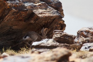 Lepus tolai (Lièvre des steppes)