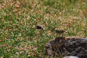 Phylloscopus trochiloides (Pouillot verdâtre)