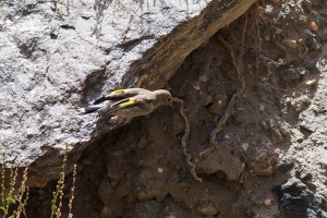 Carduelis carduelis (Chardonneret élégant)