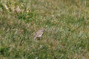 Phylloscopus trochiloides (Pouillot verdâtre)