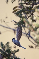 Poecile montanus (Mésange boréale)