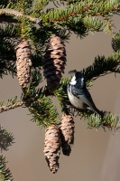 Periparus ater (Mésange noire)