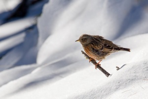 Prunella collaris (Accenteur alpin)