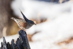 Prunella collaris (Accenteur alpin)