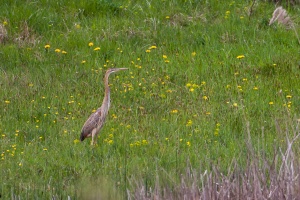 Ardea purpurea (Héron pourpré)