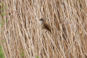 Acrocephalus arundinaceus (Rousserolle turdoïde)