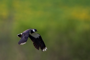 Vanellus vanellus (Vaneau huppé)