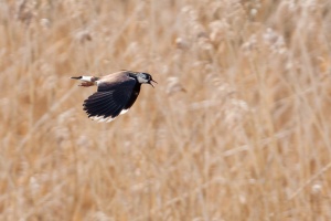 Vanellus vanellus (Vaneau huppé)