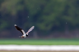 Vanellus vanellus (Vaneau huppé)