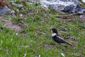 Turdus torquatus (Merle à plastron)