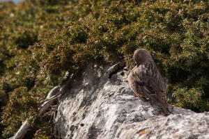 Prunella collaris (Accenteur alpin)