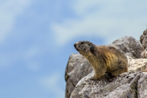 Marmota marmota (Marmotte)