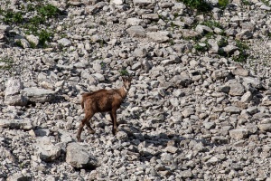 Rupicapra pyrenaica (Chamois)