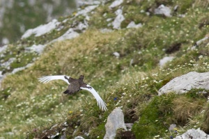 Lagopus muta (Lagopède alpin)