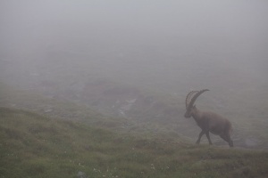 Capra ibex (Bouquetin)