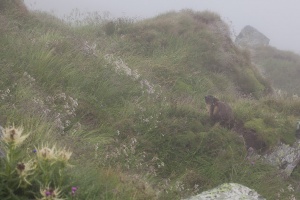 Marmota marmota (Marmotte)