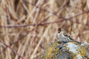 Acanthis flammea (Sizerin flammé)