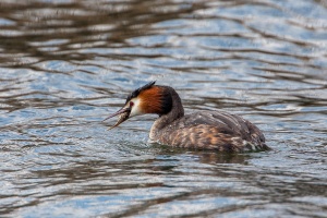 Podiceps cristatus (Grèbe huppé)